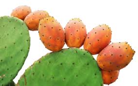 10  TALEE DI FICHI D'INDIA -   PALE SENZA RADICE A FRUTTI GIALLO  ROSSI